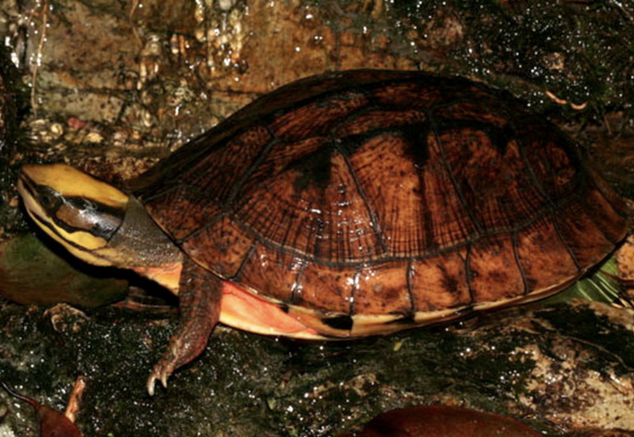  p>三线闭壳龟(学名: i>cuora trifasciata /i>)是龟科,闭壳龟属动物.