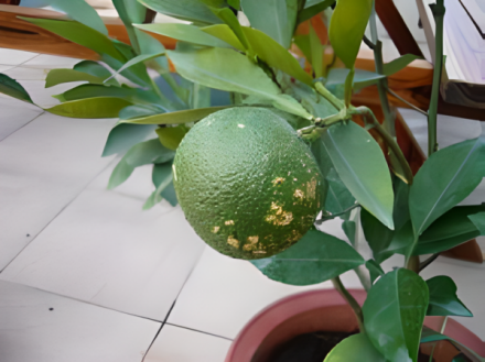 代代花_百度百科