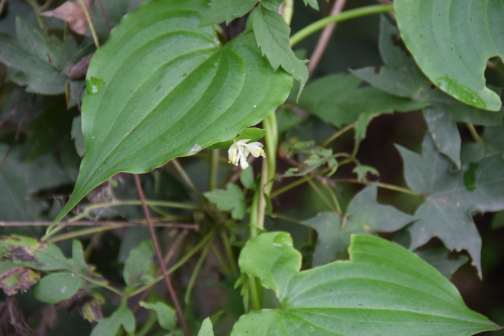 竹叶子（鸭跖草科竹叶子属植物）_百度百科