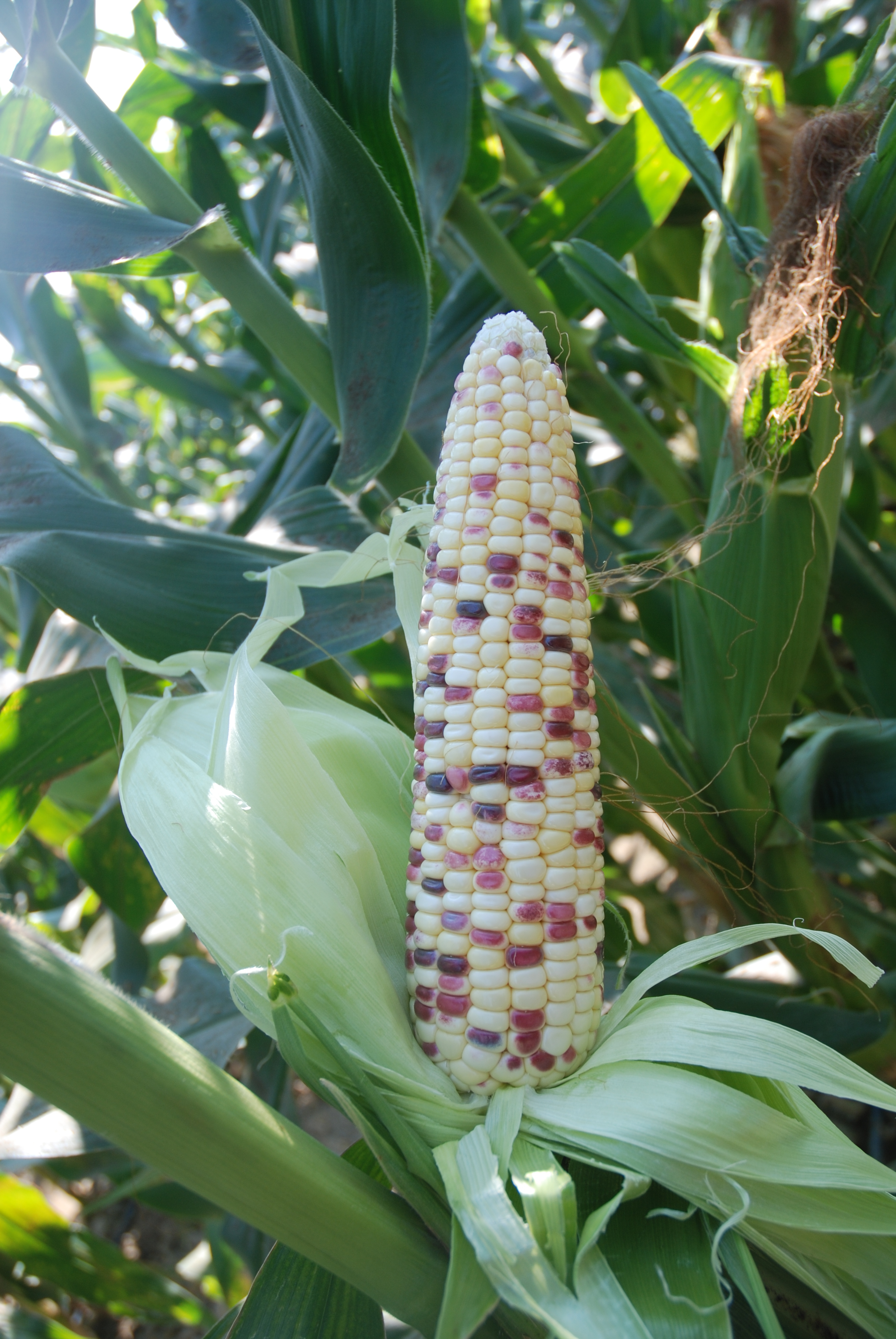  p>佳彩甜糯是育种者:万全县万佳种业有限公司,用品种糯123×糯128