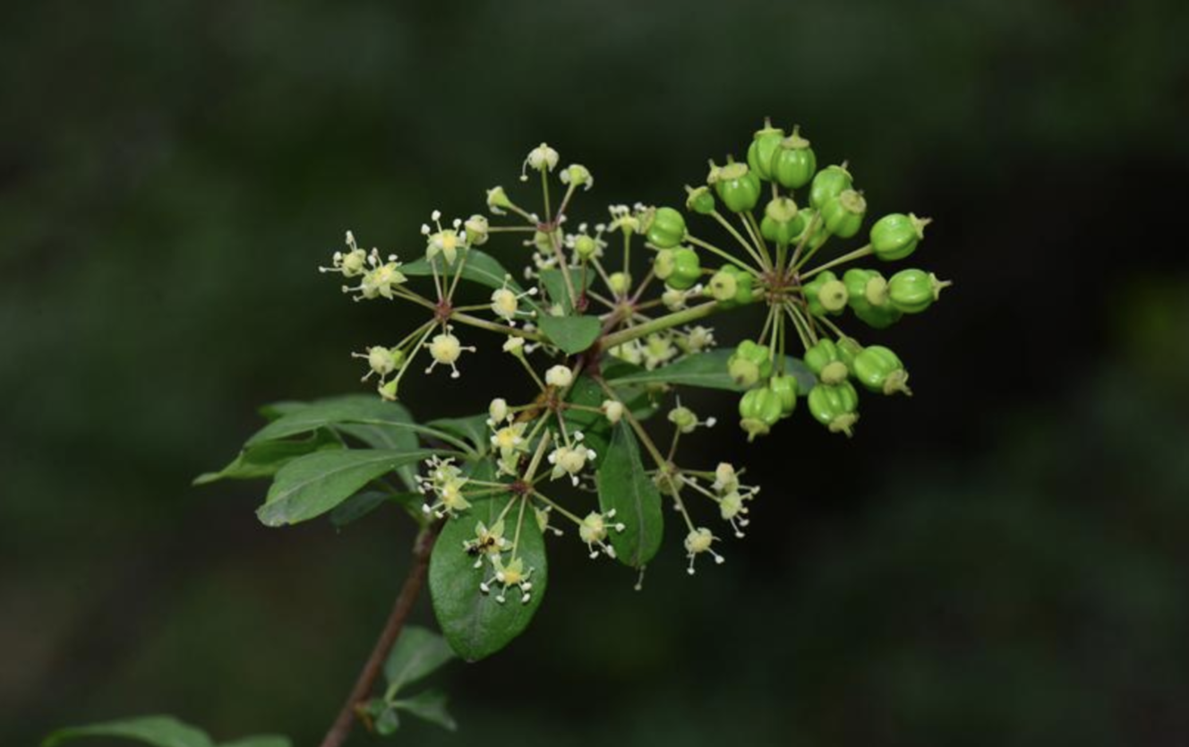 brachypus /i> (harms) nakai)是五加科,五加属植物