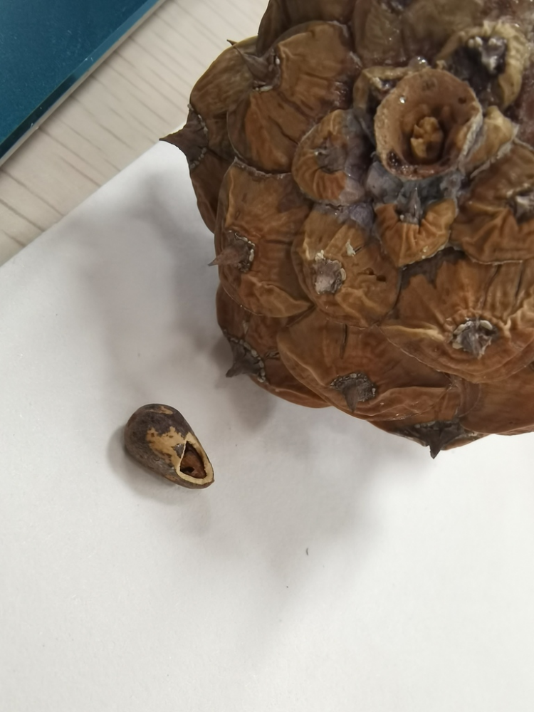 白皮松_百度百科