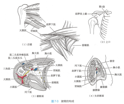 <p>腋窝