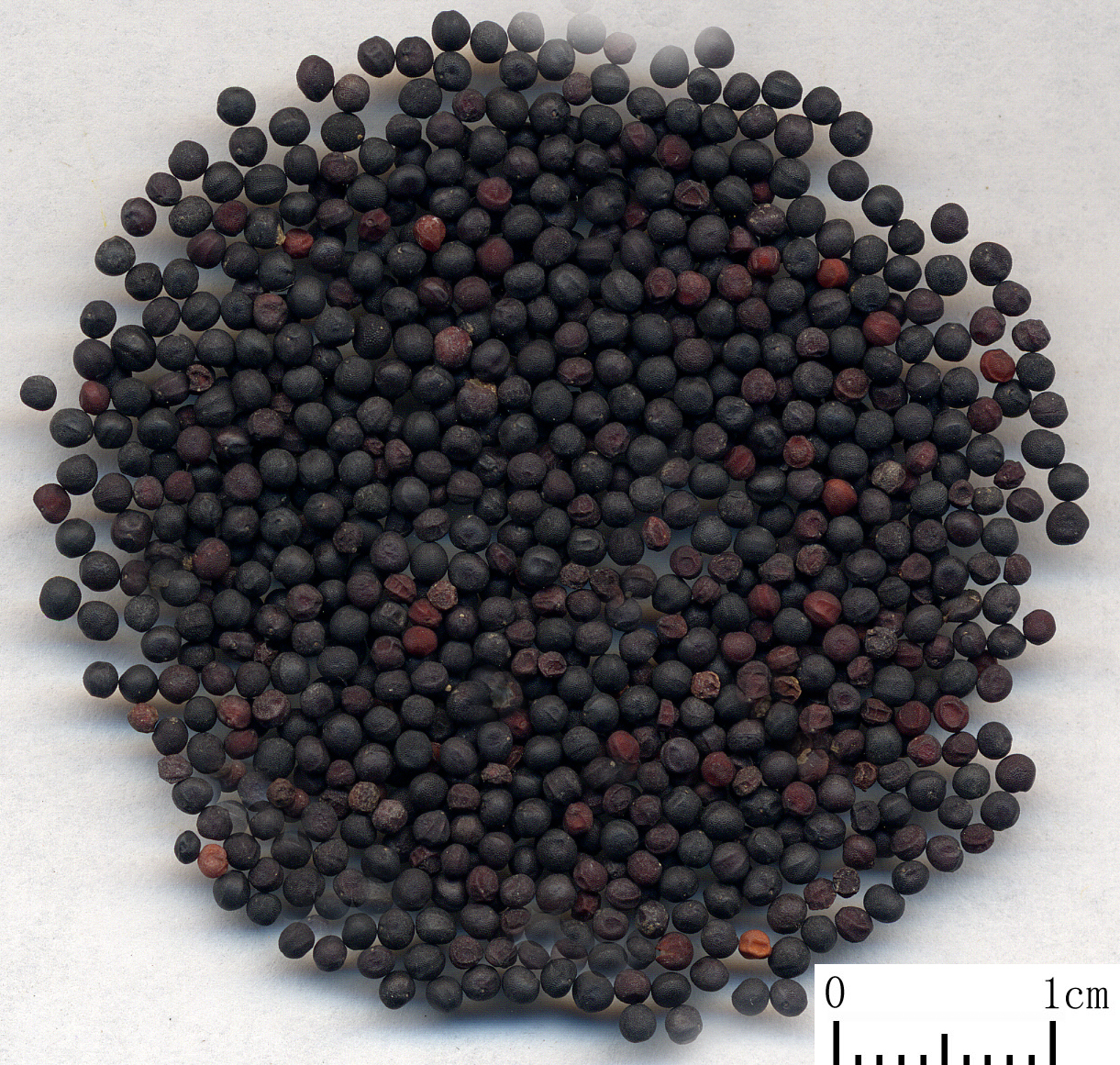 草本甲王，本草王药膏