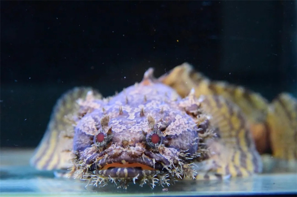 会唱歌的蟾鱼用歌声吸引雌性来窝里产卵