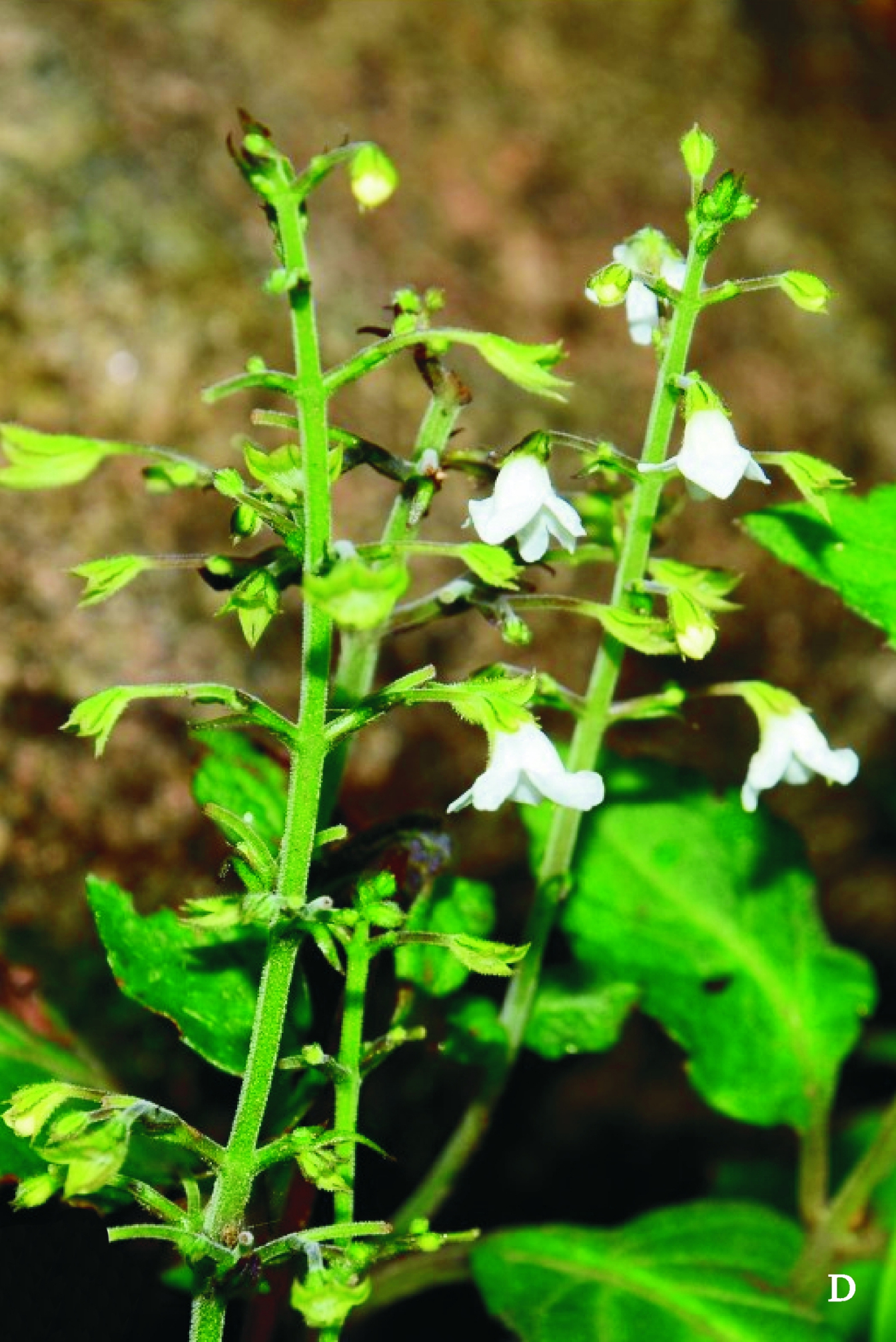是唇形科,喜雨草属植物.