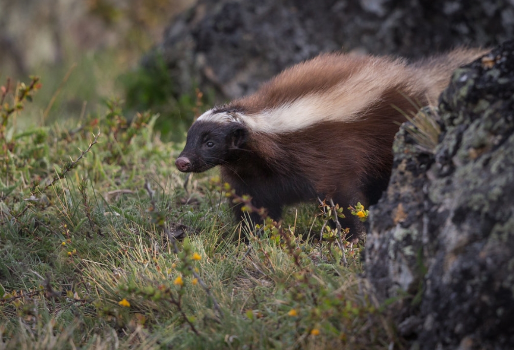  p>巴塔哥尼亚獾臭鼬(学名: i>conepatus humboldtii /i>):是臭鼬科