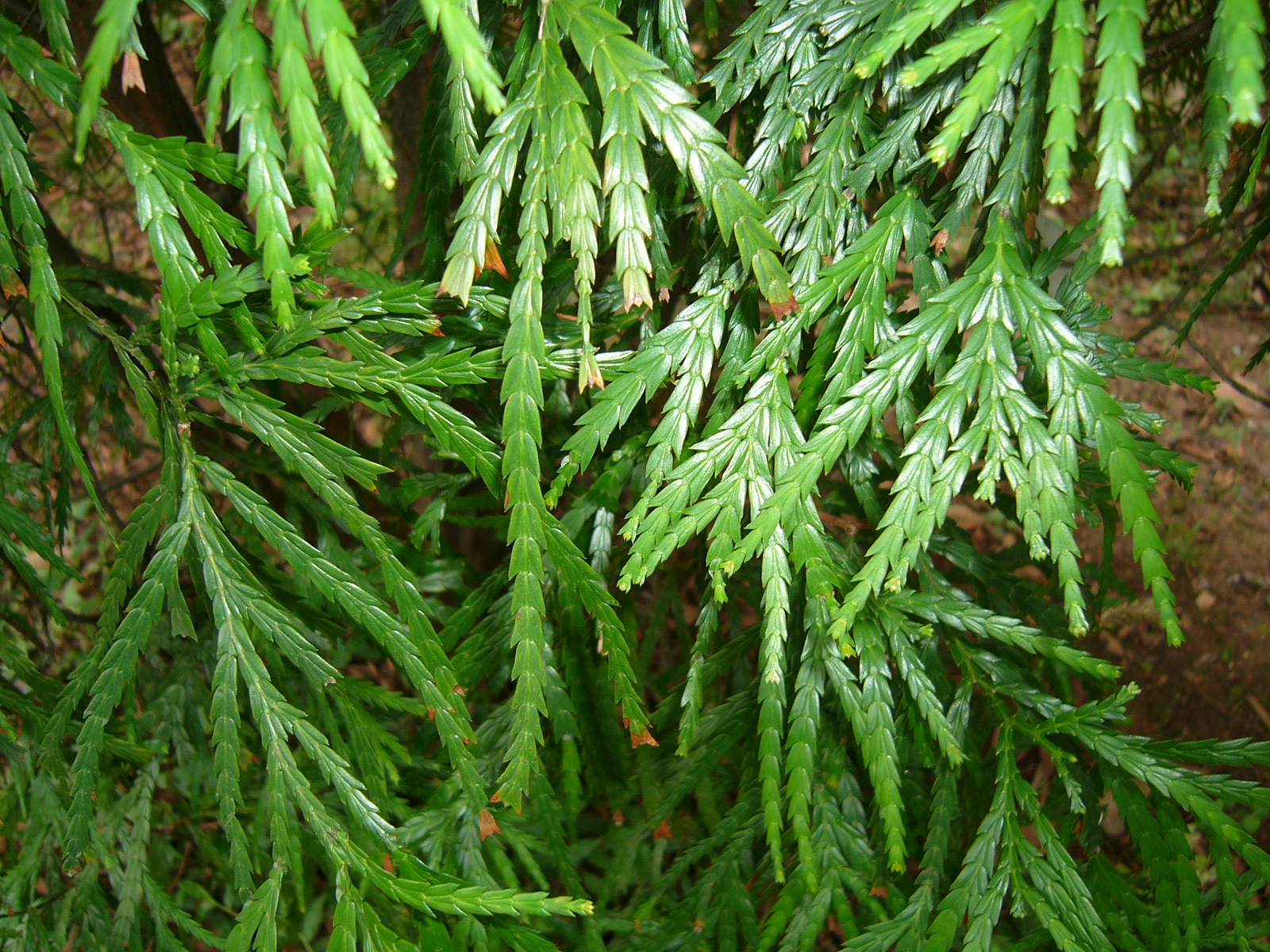  p>永泰青云山风景名胜区位于福建省福州市永泰县岭路乡与莆田市涵江