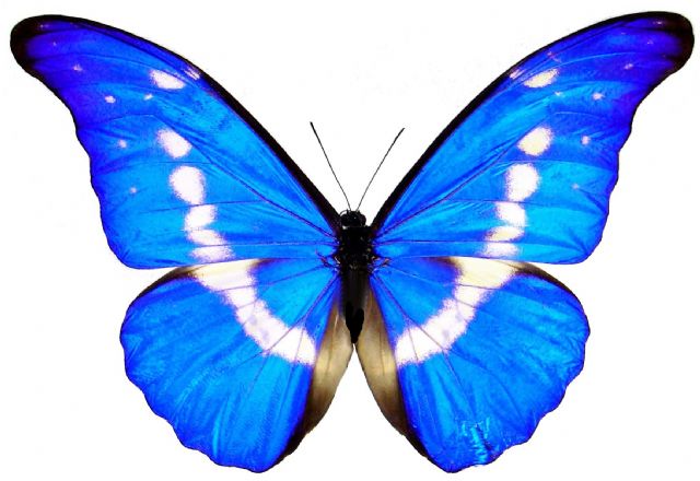 blue morpho helena butterfly