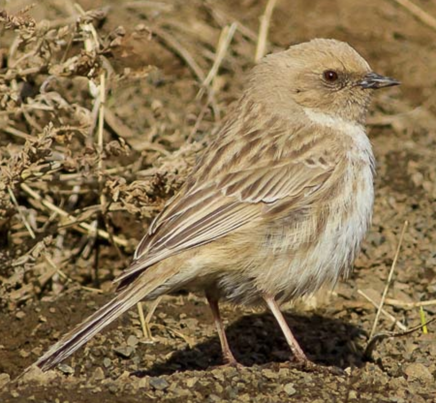  p>贺兰山岩鹨(学名: i>prunella koslowi /i>)是岩鹨科,岩鹨属小型