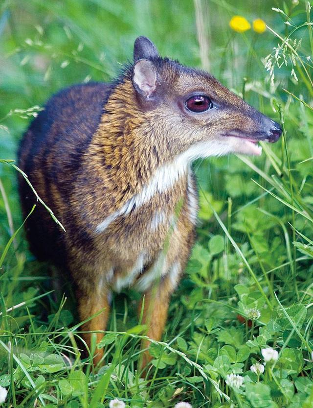 uuq5xvv1dh">威氏鼷鹿(学名: i>tragulus williamsoni /i>):是鼷鹿科