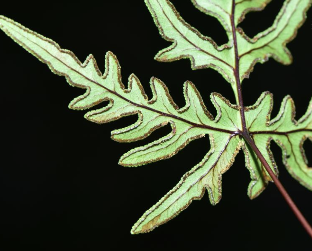  p>陕西粉背蕨(学名: i>aleuritopteris argentea /i> var.