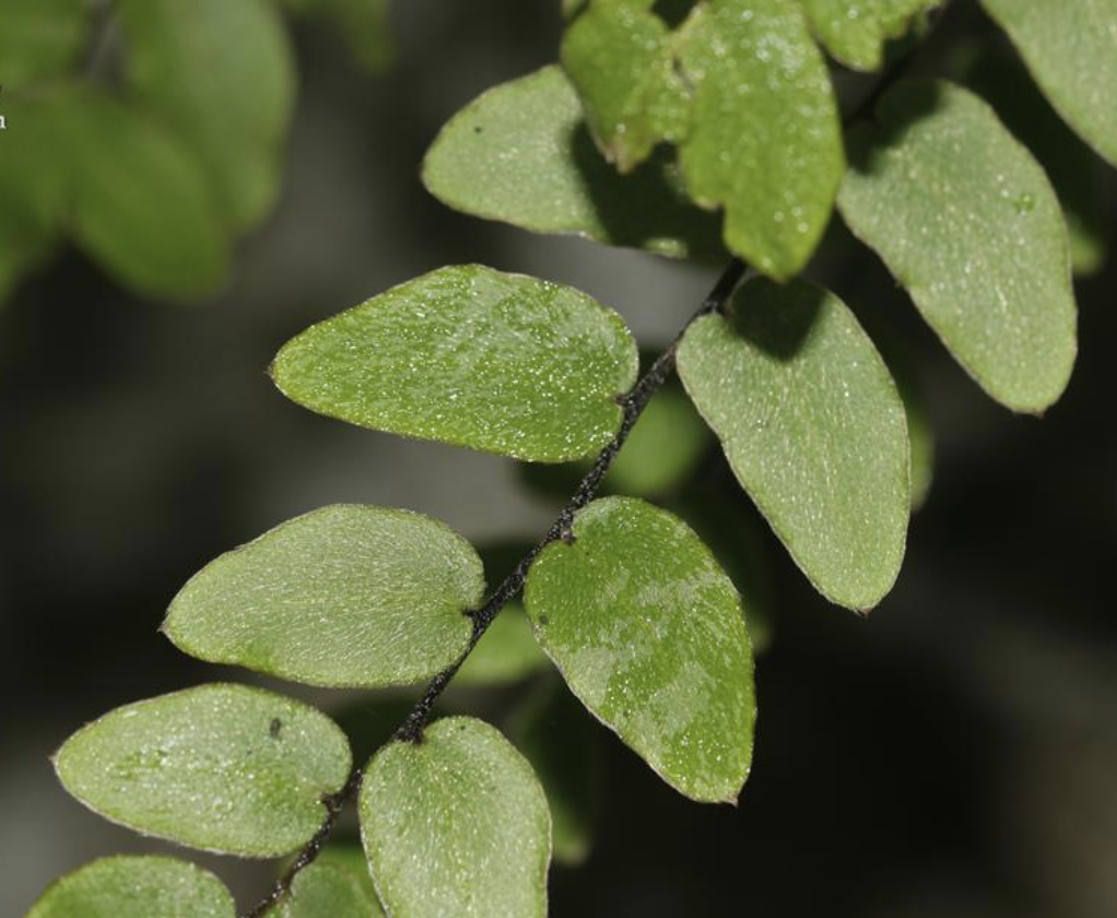 gymnopteris vestita (presl) underw.