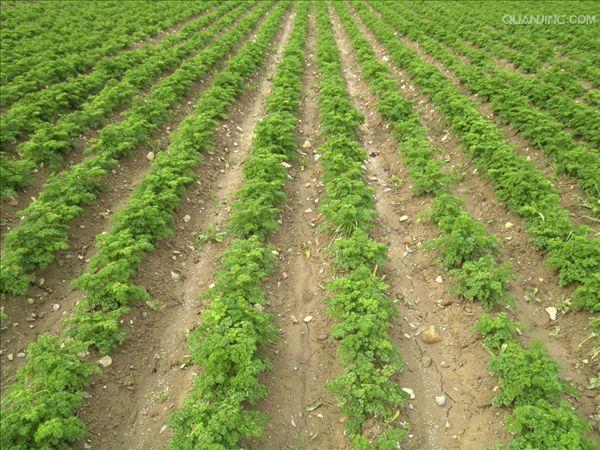  p data-id="gncib07rgb">香菜,学名 a target="_blank" href="/item