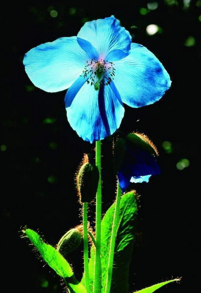  p>蓝花绿绒蒿,一年生或多年生 a target="_blank" href="/item/草本