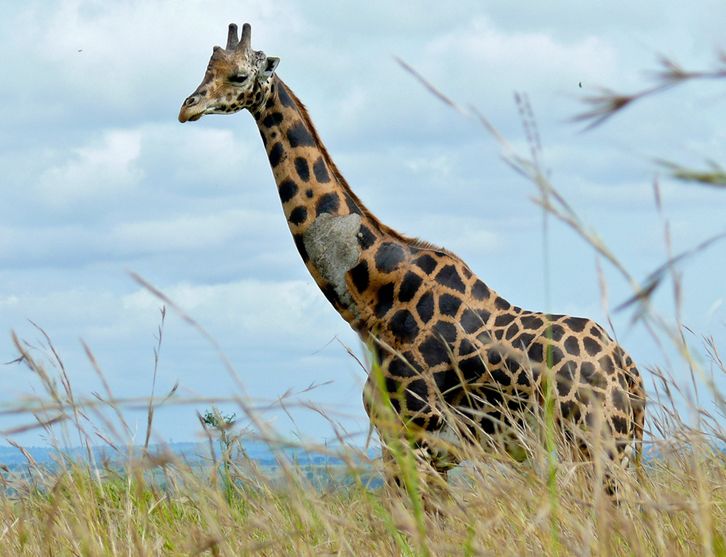 giraffa camelopardalis rothschildi