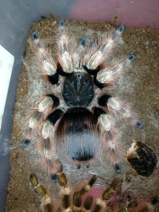 巴西黑白脚蜘蛛