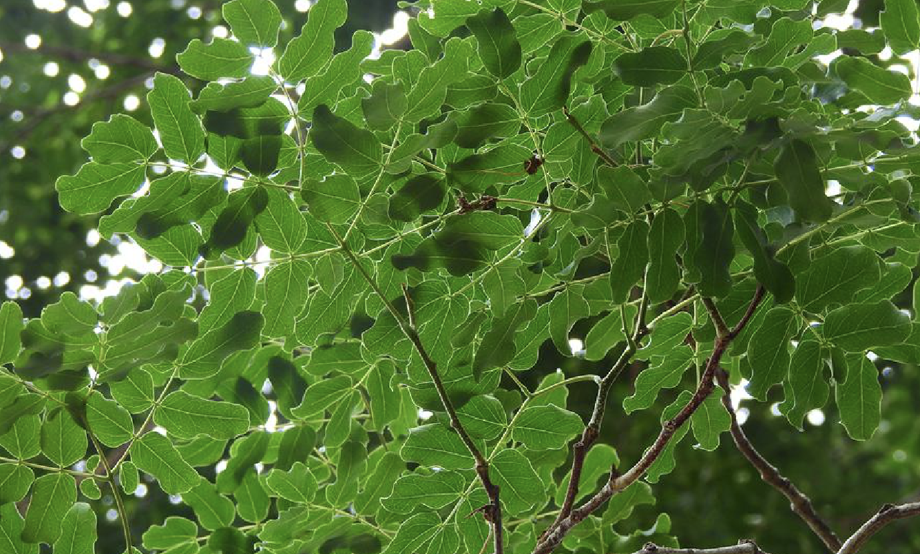 是豆科合欢属的植物,落叶乔木,高10-25米,无刺;小枝略被短柔毛或近
