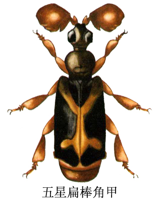  p>昆虫名,为鞘翅目,棒角甲科.