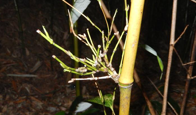  p>摆竹(学名: i>indosasa acutiligulata /i> mcclure)是禾本科,大节