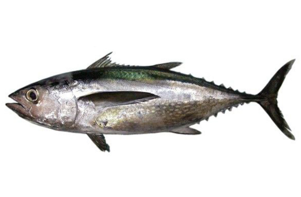 thunnus tonggol
