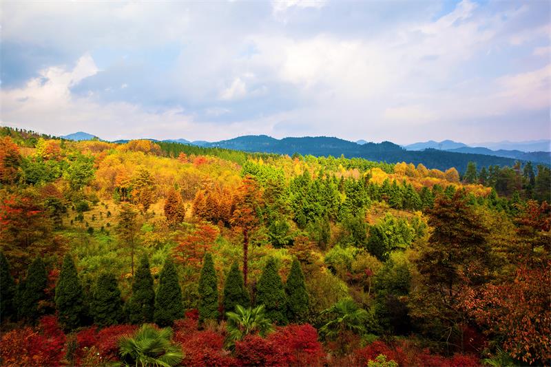贵州龙架山国家森林公园