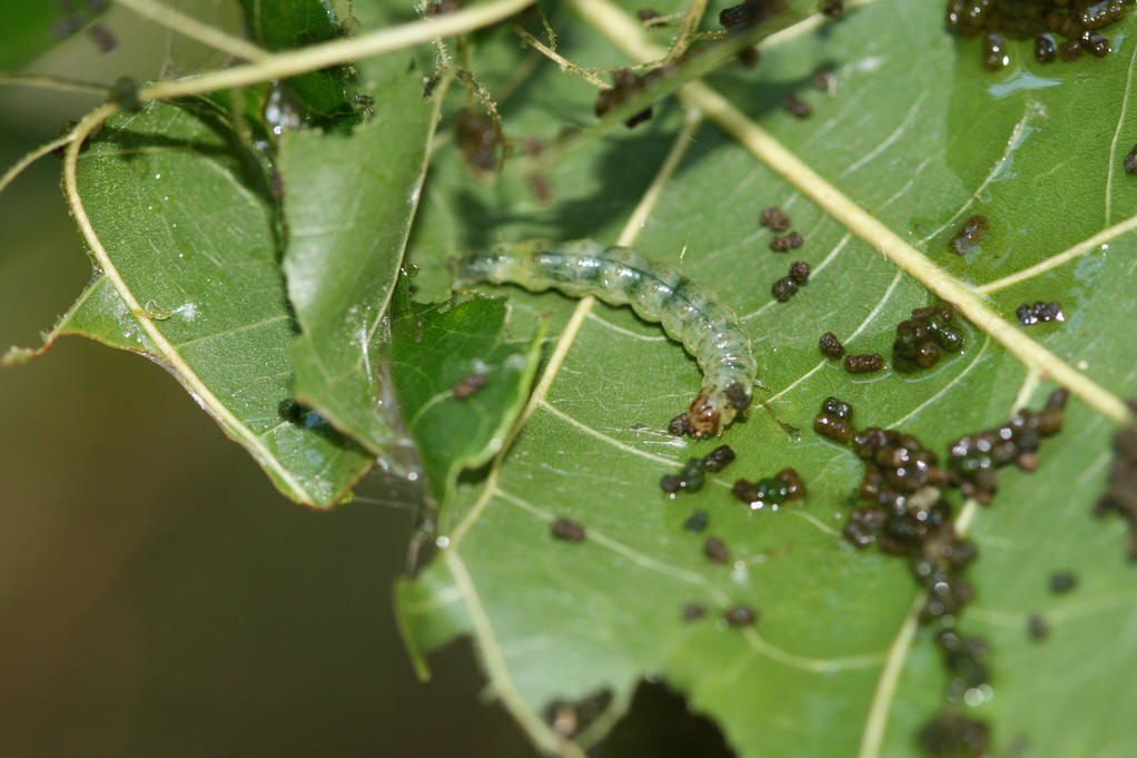  p>卷蛾科(tortricidae) 属鳞翅目,中或小形,多为褐,黄,棕,灰等色,并
