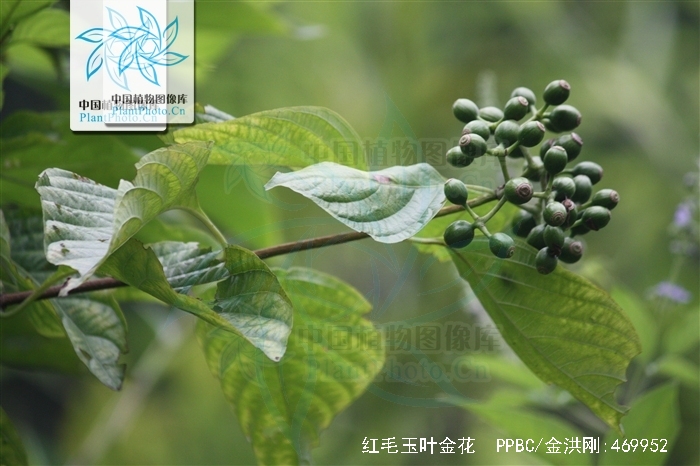 红毛玉叶金花