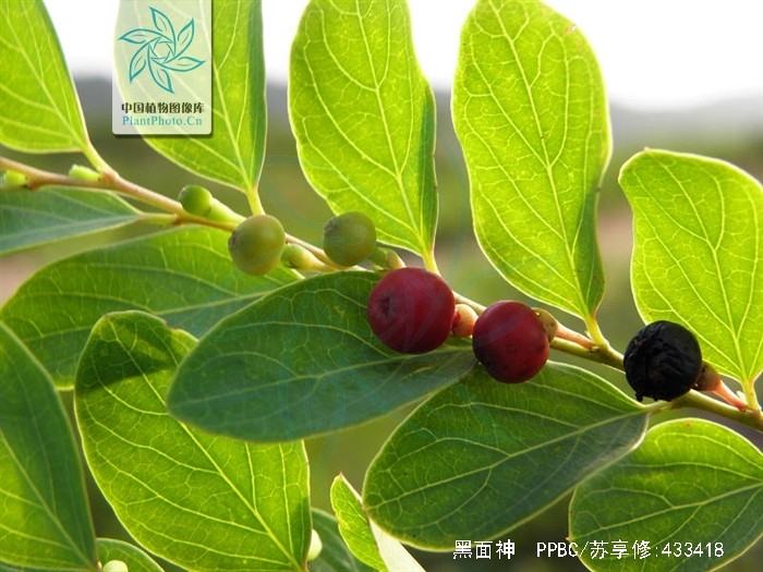 hook. f.)是叶下珠科黑面神属植物.