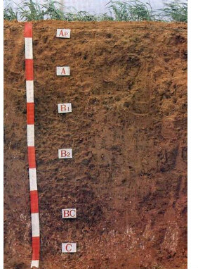  p>褐土(cinnamon soil),半湿润暖温带地区碳酸盐弱度 a target="