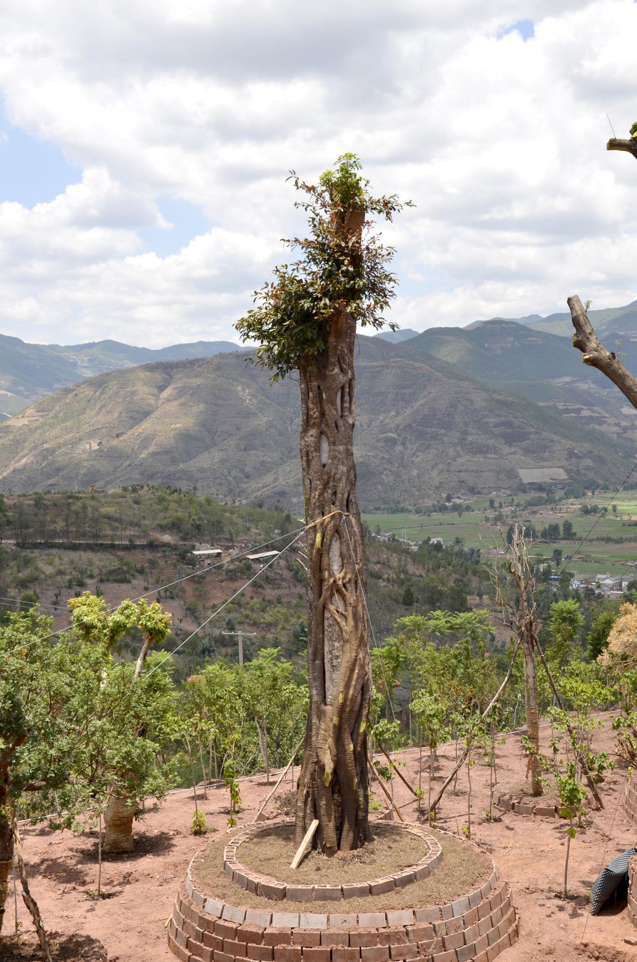  p>黄果榕(学名:ficus benguetensis merr.