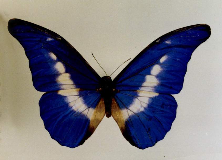  p>光明女神闪蝶(学名: i>morpho helena /i>):是鳞翅目,闪蝶科,闪蝶