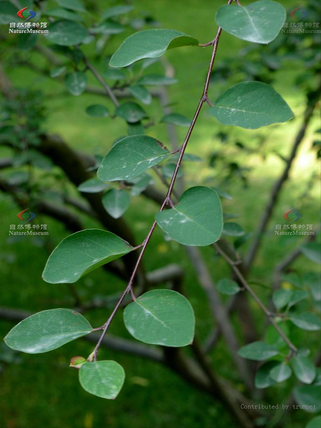  p>水栒子(学名: i>cotoneaster multiflorus /i> bge.