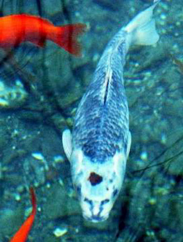 id="gnavdpx616">"人面"锦鲤,表面色彩鲜艳,花色似锦,因长相好像人脸