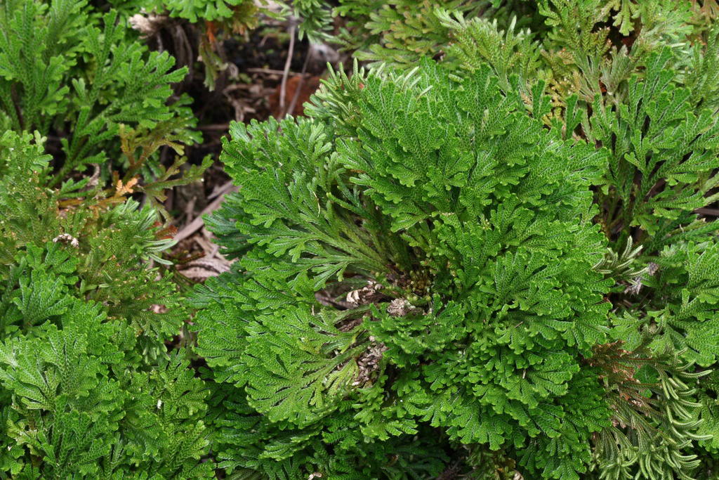  p>旱生卷柏(学名:selaginella stauntoniana spring)是卷柏科卷柏属 