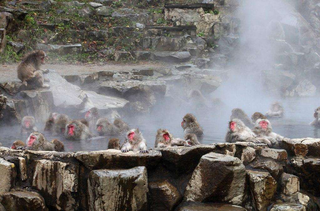  p>地狱谷温泉(jigokudani hot springs)是日本长野地狱谷野猿公园的