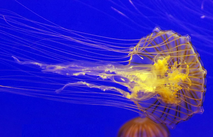 金黄水母