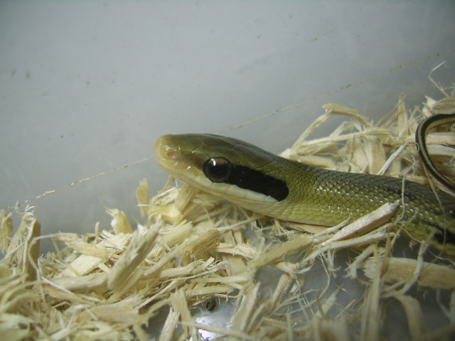  p>黑眉锦蛇(拉丁名:elaphe taeniura)是大型无毒蛇,全长可达2米左右.