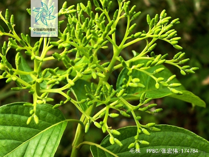 sojak)是山茱萸科,梾木属落叶 a data-lemmaid="33239">乔木 /a>,高