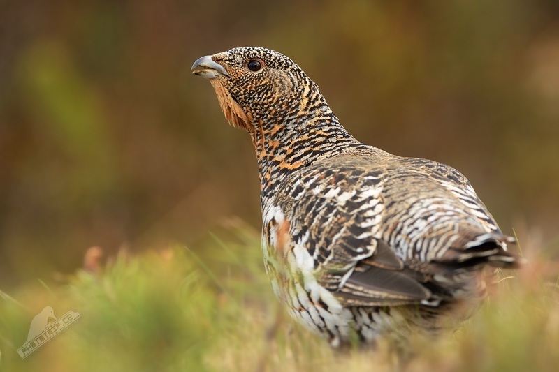  p>松鸡(学名: i>tetrao urogallus /i>):是 a target="_blank" href=