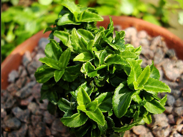  p data-id="ta9flyy66olp">冬青卫矛( i>euonymus japonicus /i>