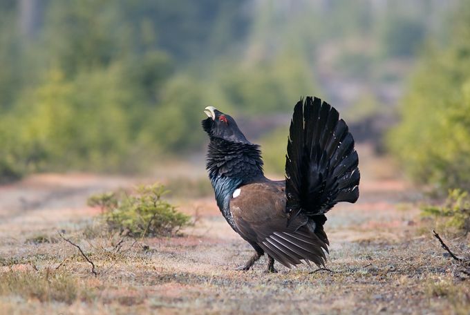  p>松鸡(学名: i>tetrao urogallus /i>):是 a target="_blank" href=