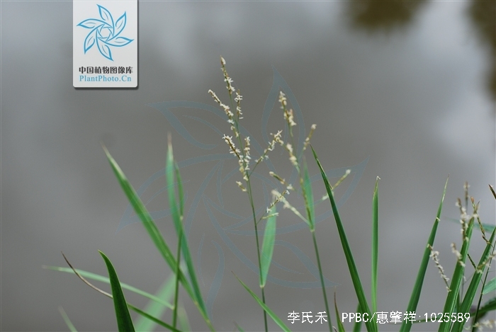  p>李氏禾(学名:leersia parviflora&nbsp;&nbsp;leersia