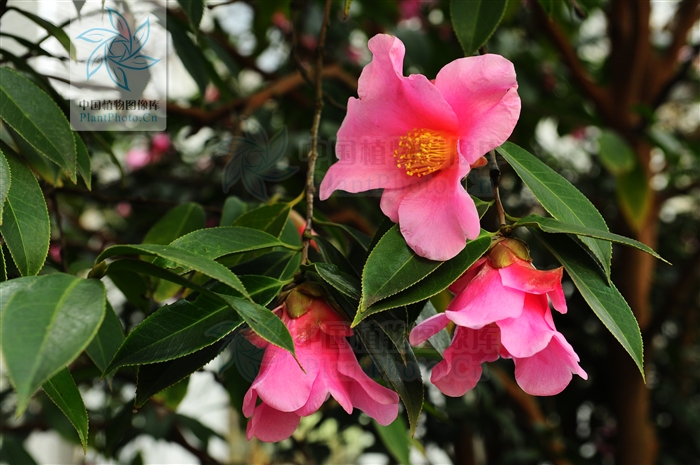  p>隐脉红山茶,是 a target="_blank" href="/item/山茶科/3223880"