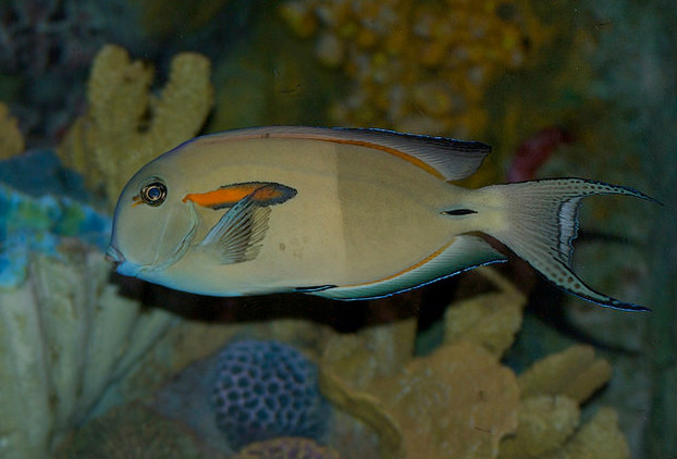  p>橙斑刺尾鱼(学名: i>acanthurus olivaceus /i>),又称一字刺尾鲷