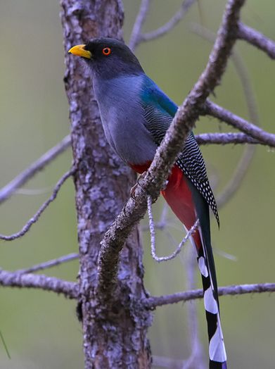 temnotrogon roseigaster