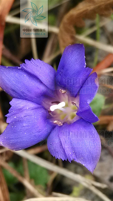  p>锯齿龙胆(学名:gentiana serra franch.)是龙胆科龙胆属植物.