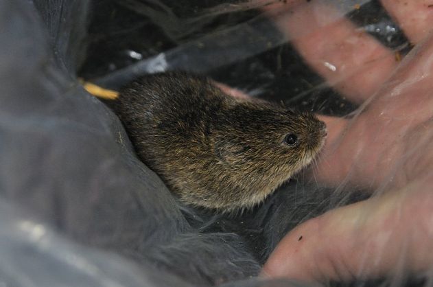  p>根田鼠(学名: i>microtus oeconomus /i>)体