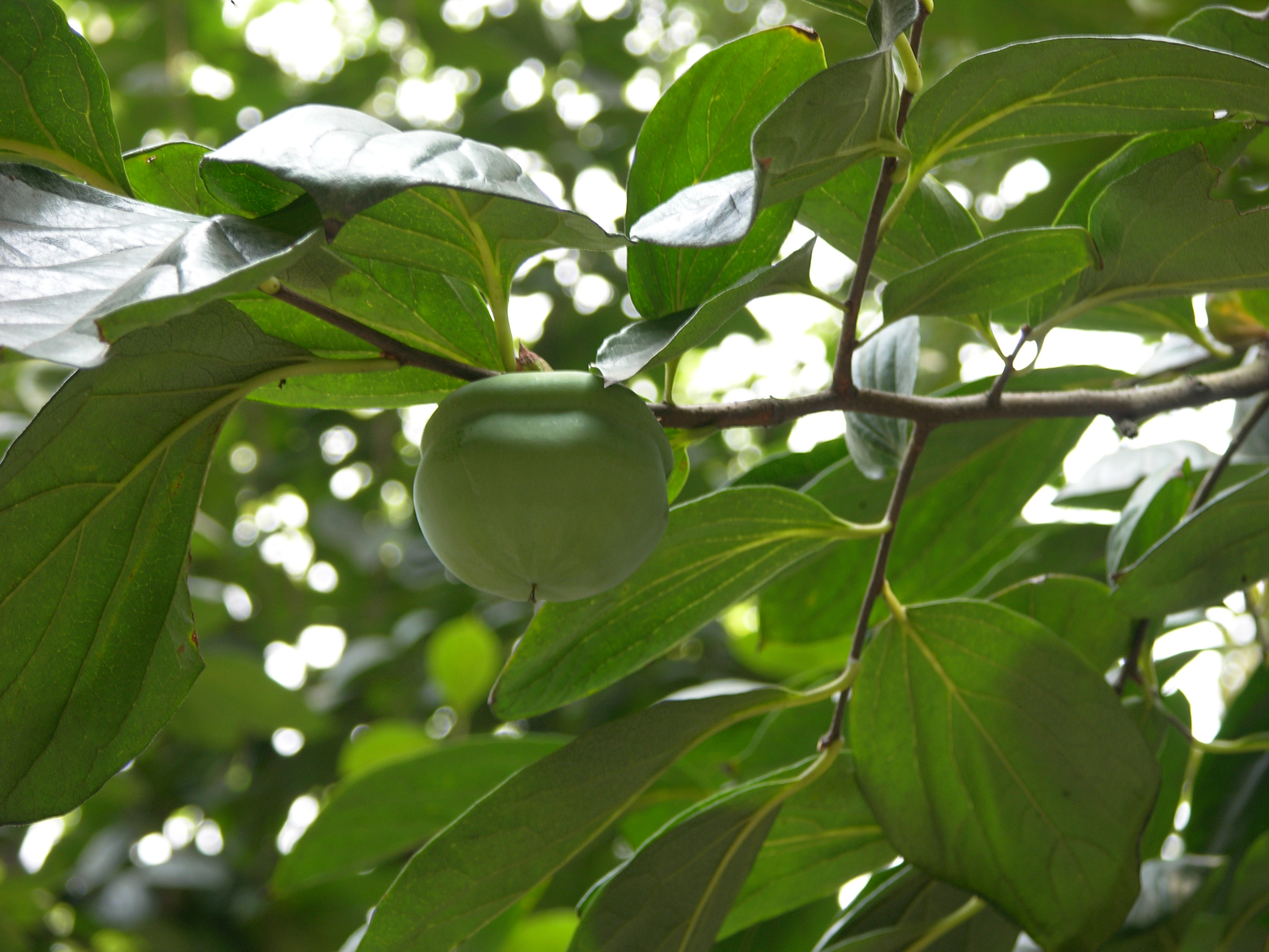  p>柿蒂,中药名.为柿树科植物柿 i>diospyros kaki  /i>thunb.