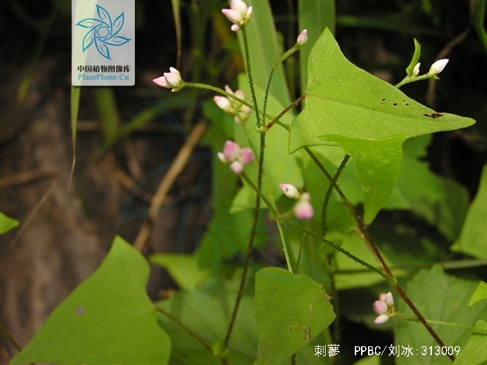  p>刺蓼( a href="#" data-lemmaid="8074290">学名 /a>:polygonum